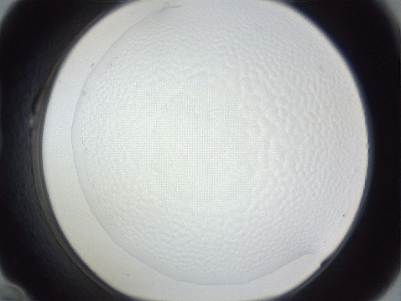folderID167_plateID1167_batchID3123_wellNum22_profileID1_d1_r61513_ef.jpg