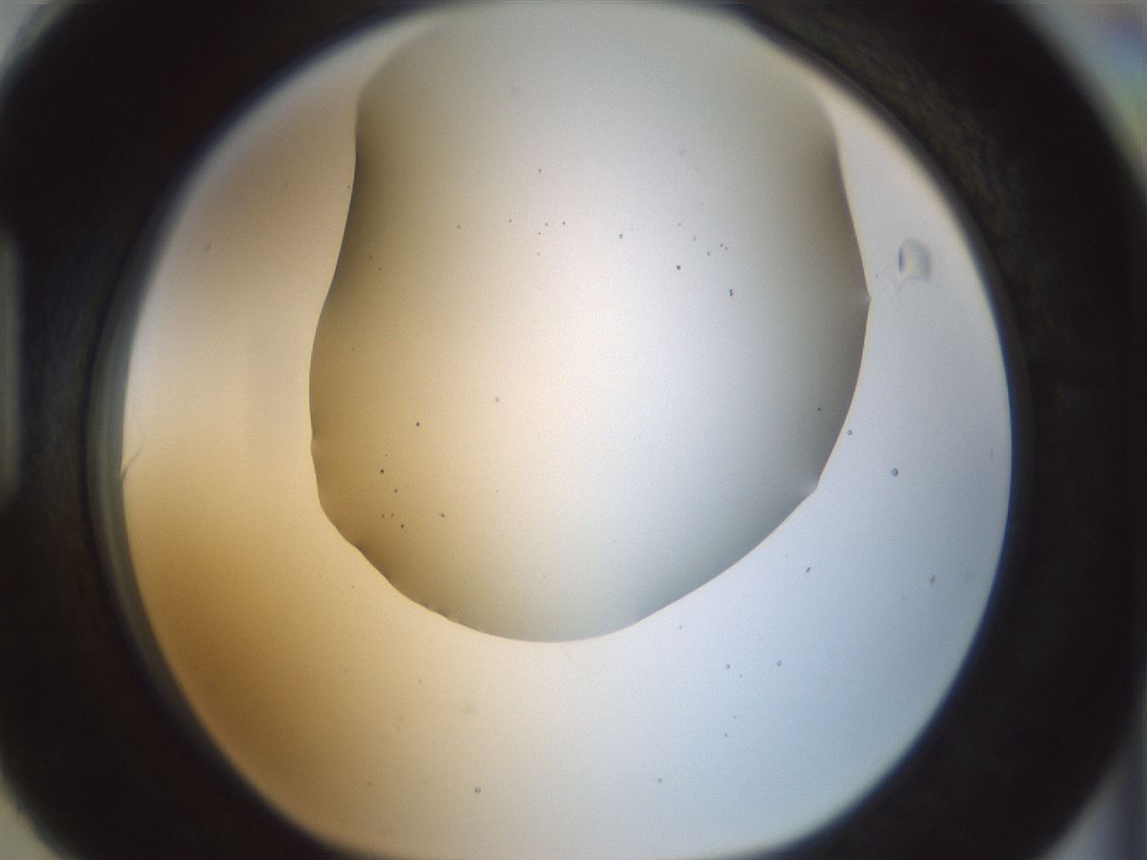 folderID169_plateID1169_batchID3178_wellNum90_profileID1_d1_r61848_ef.jpg