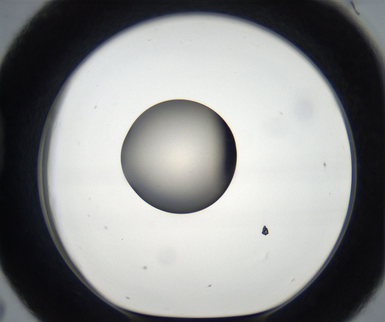 folderID171_plateID2171_batchID9605_wellNum43_profileID1_d1_r145883_ef.jpg