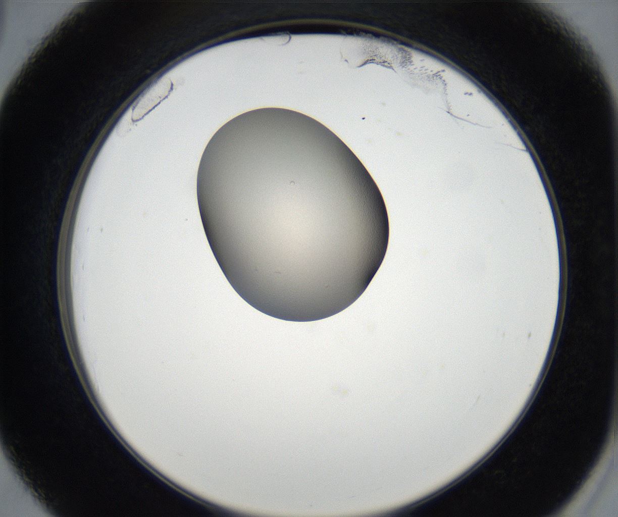 folderID171_plateID2171_batchID9605_wellNum39_profileID1_d2_r145876_ef.jpg