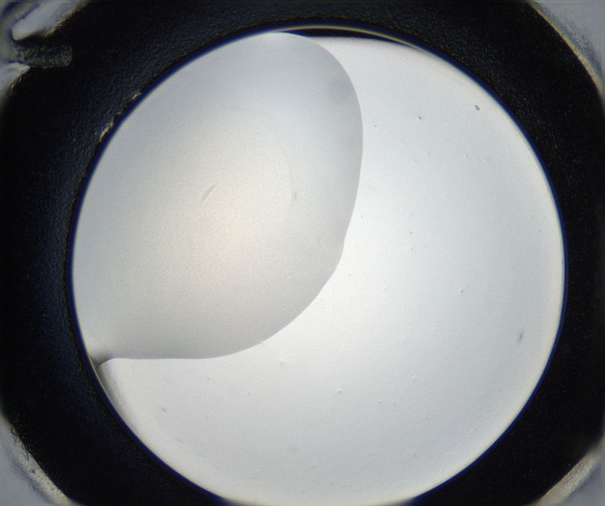 folderID171_plateID2171_batchID9605_wellNum96_profileID1_d2_r145990_ef.jpg