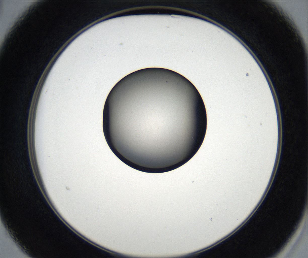 folderID173_plateID2173_batchID9606_wellNum15_profileID1_d2_r146212_ef.jpg
