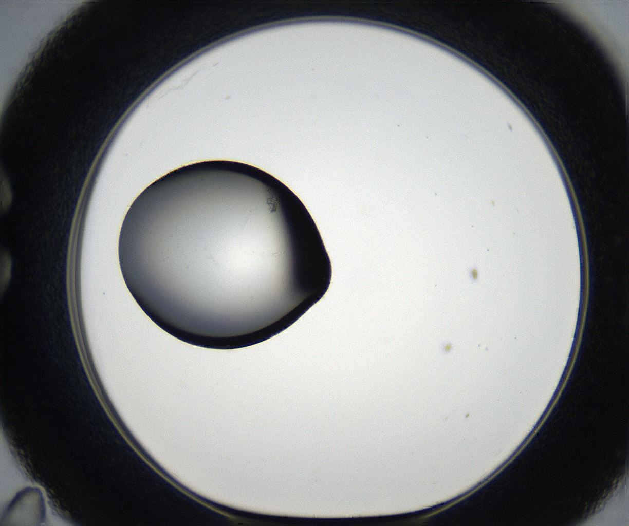 folderID173_plateID2173_batchID9606_wellNum35_profileID1_d1_r146251_ef.jpg