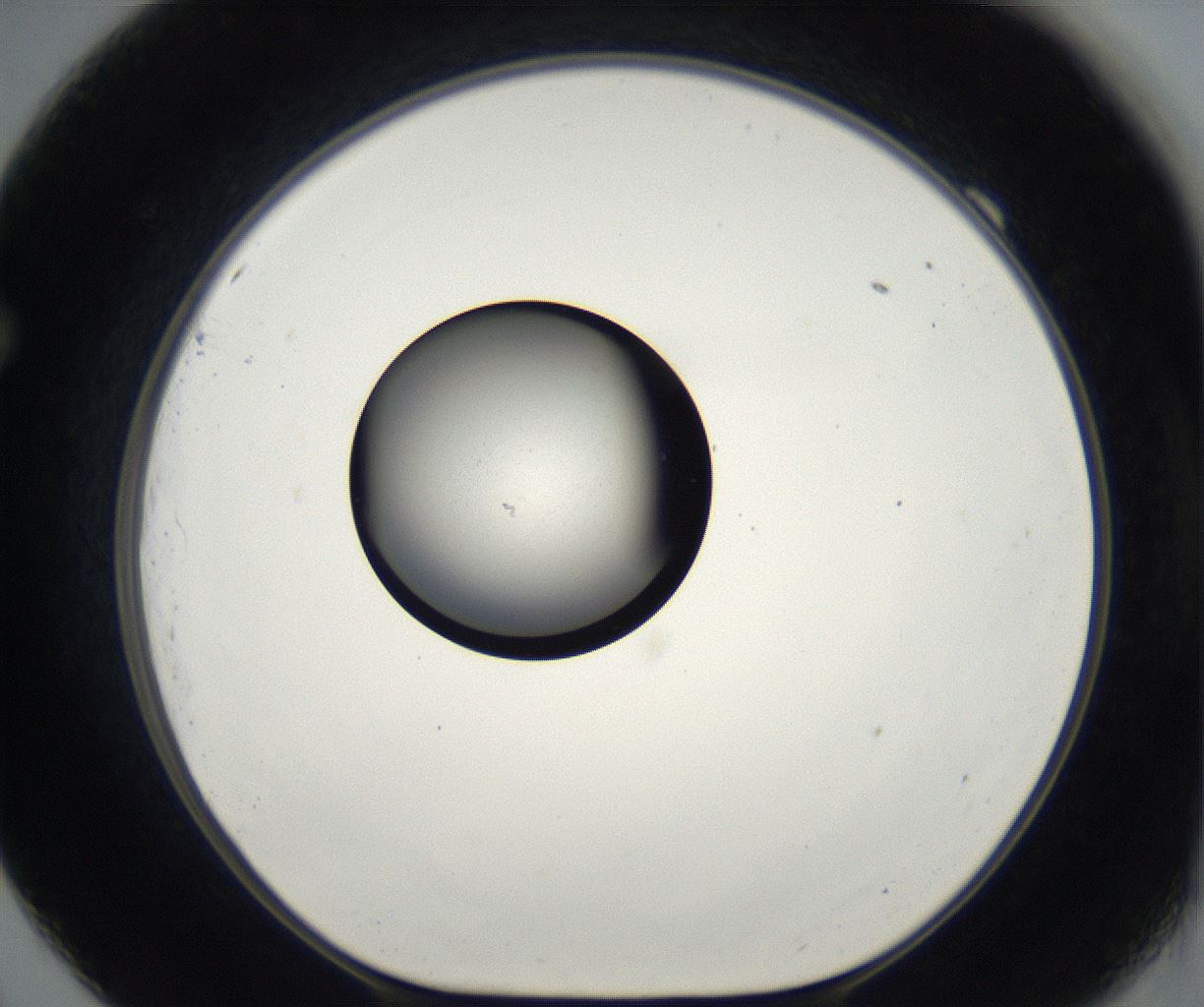 folderID173_plateID2173_batchID9606_wellNum69_profileID1_d1_r146319_ef.jpg