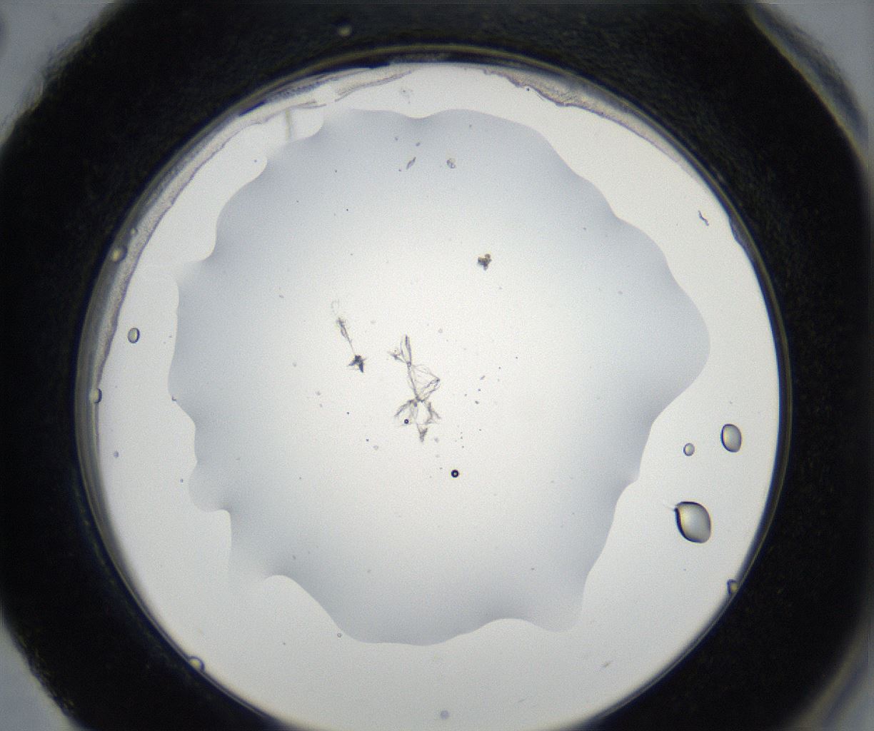 folderID173_plateID2173_batchID9606_wellNum88_profileID1_d2_r146358_ef.jpg