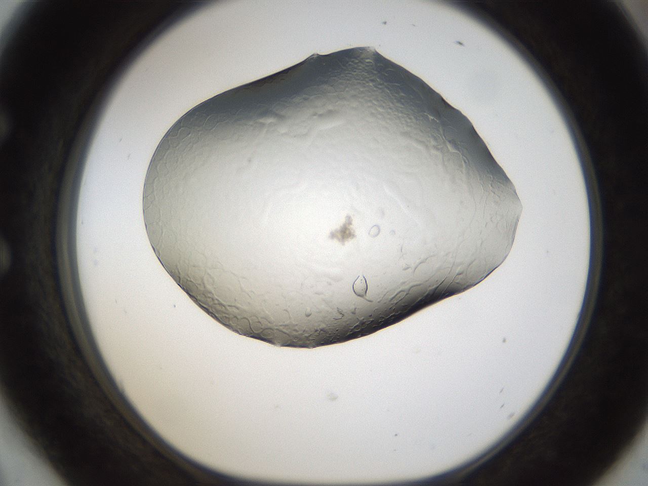 folderID174_plateID1174_batchID3227_wellNum54_profileID1_d1_r64404_ef.jpg