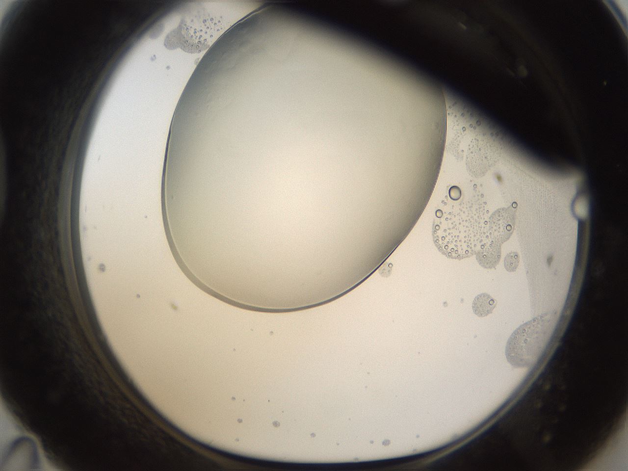 folderID176_plateID1176_batchID3247_wellNum47_profileID1_d1_r64685_ef.jpg