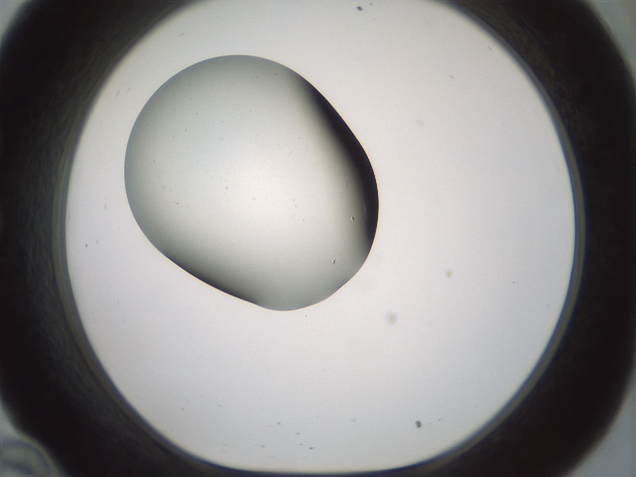 folderID179_plateID1179_batchID3362_wellNum34_profileID1_d1_r65440_ef.jpg