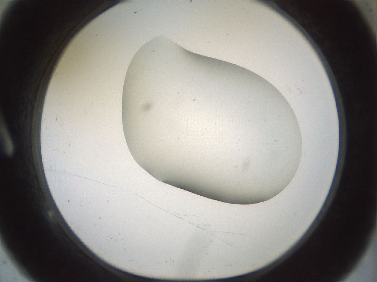 folderID179_plateID1179_batchID3362_wellNum9_profileID1_d1_r65415_ef.jpg