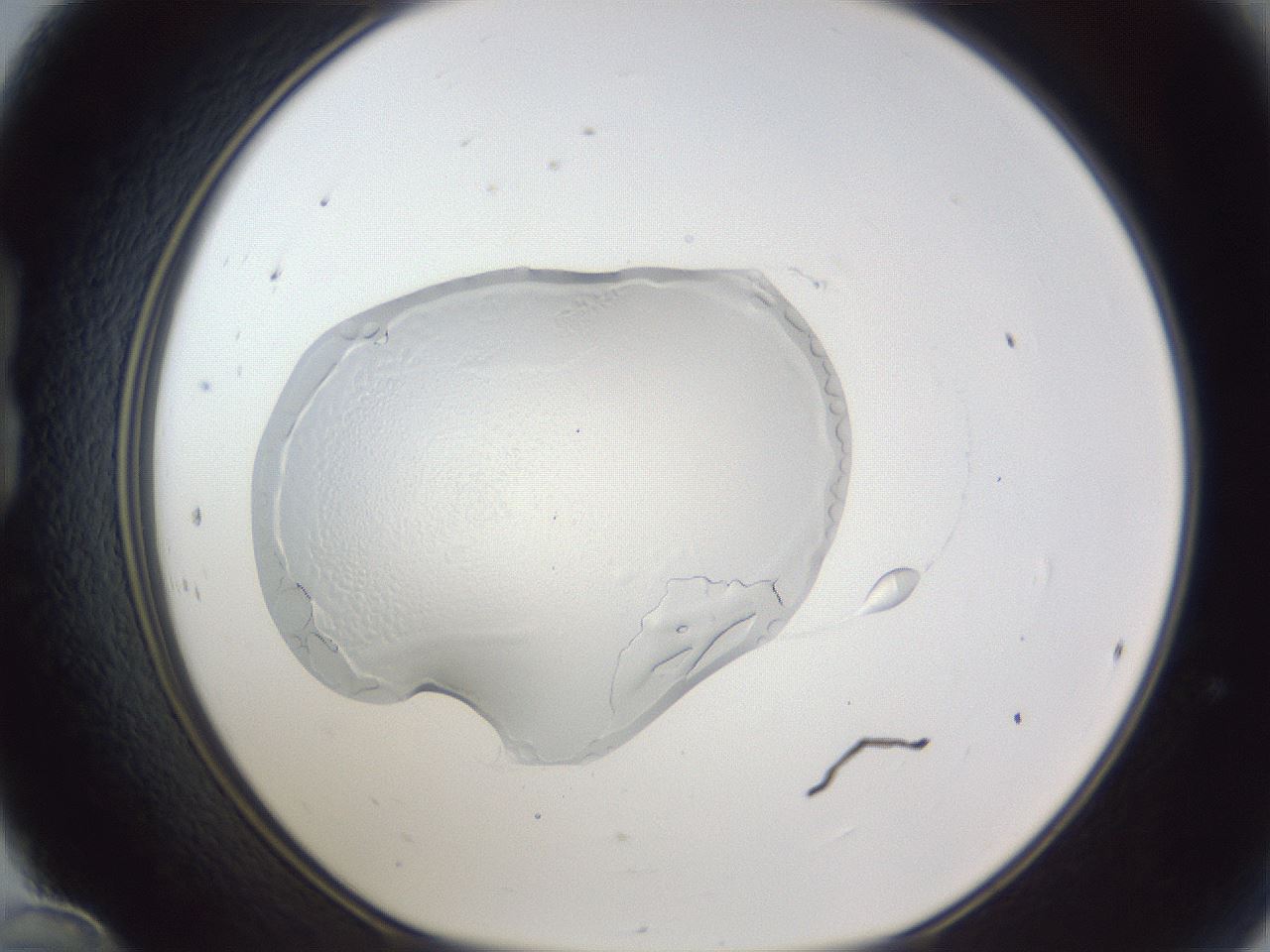 folderID17_plateID1017_batchID1900_wellNum24_profileID1_d1_r43195_ef.jpg