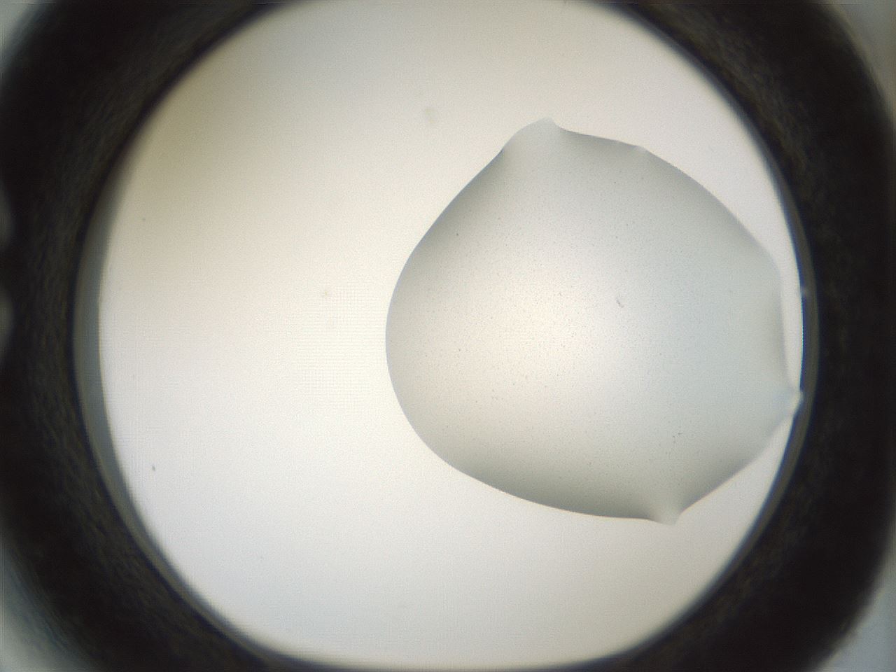 folderID180_plateID1180_batchID3360_wellNum27_profileID1_d1_r65241_ef.jpg