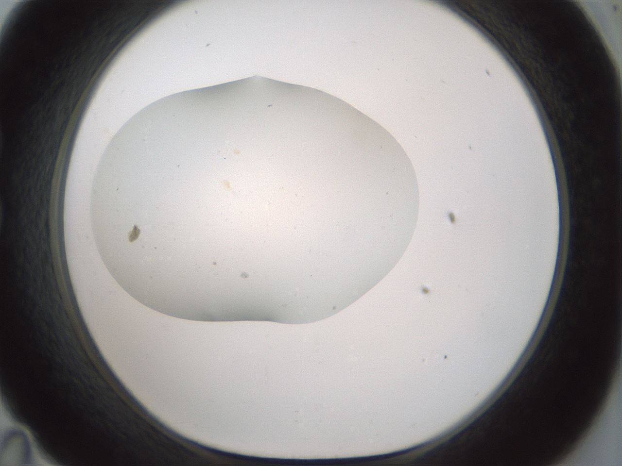 folderID181_plateID1181_batchID3370_wellNum35_profileID1_d1_r65825_ef.jpg
