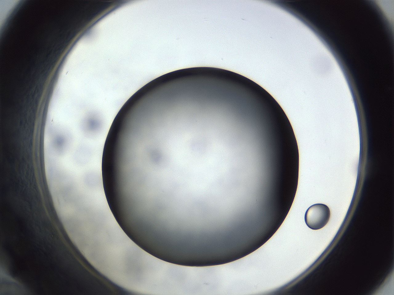 folderID306_plateID1306_batchID4296_wellNum46_profileID1_d1_r78149_ef.jpg