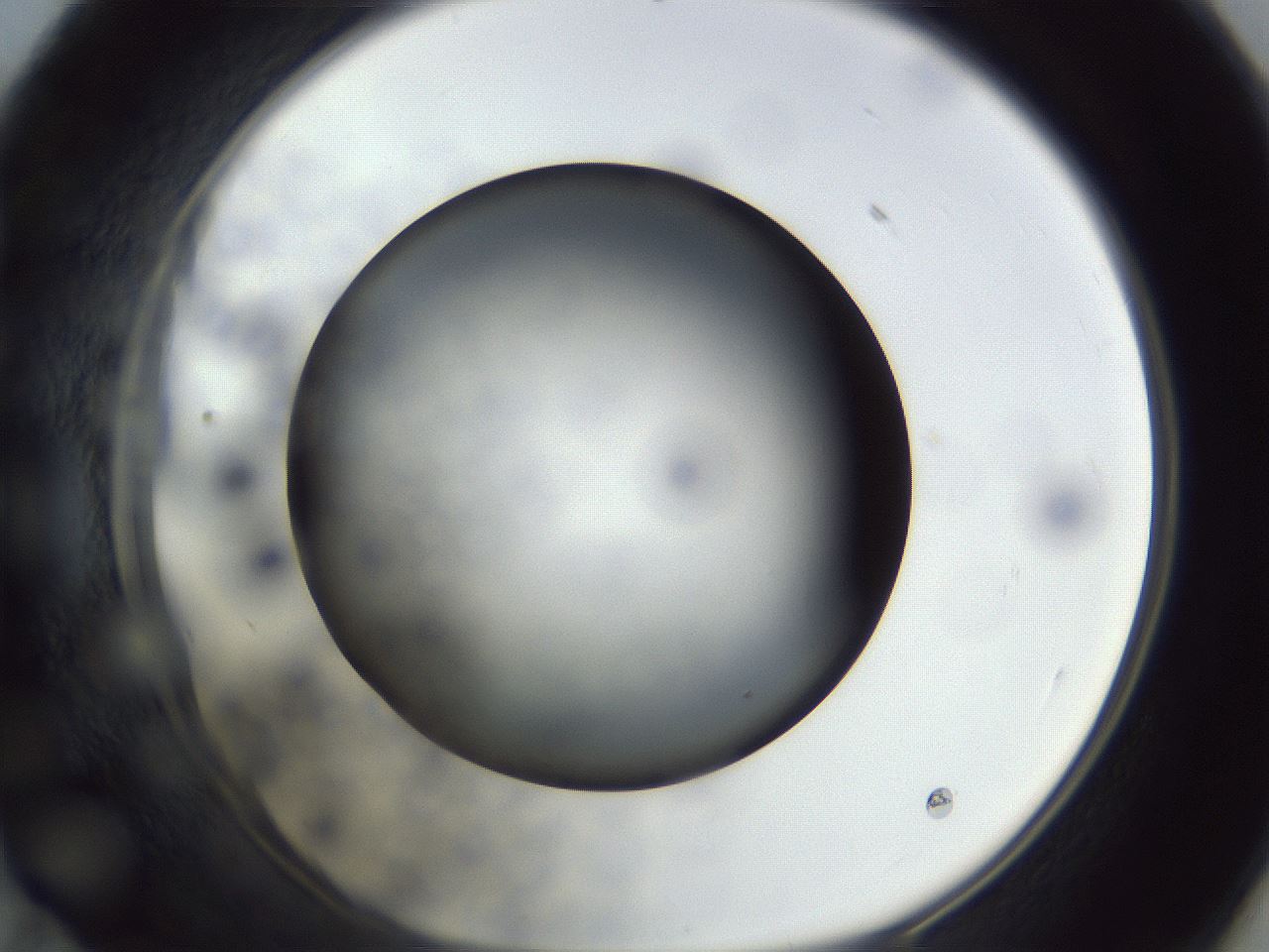 folderID306_plateID1306_batchID4296_wellNum59_profileID1_d1_r78162_ef.jpg