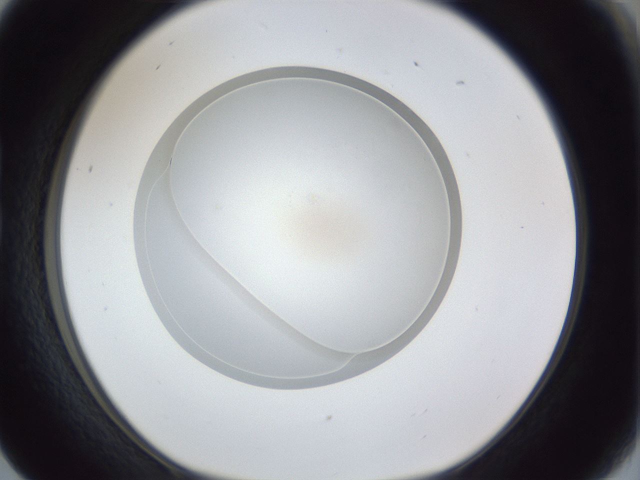 folderID30_plateID1030_batchID1981_wellNum17_profileID1_d1_r44740_ef.jpg