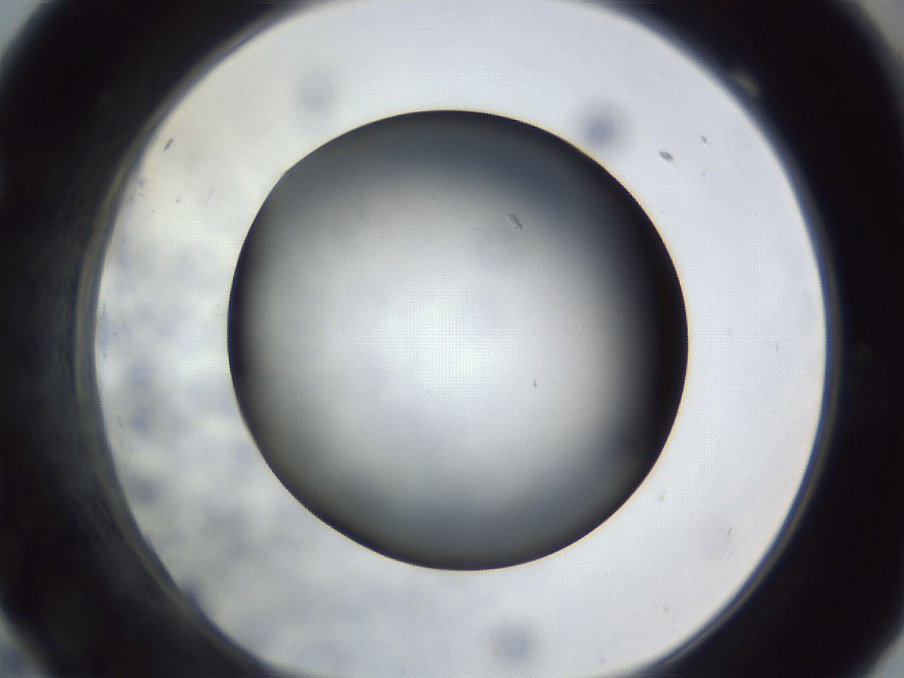 folderID306_plateID1306_batchID4296_wellNum69_profileID1_d1_r78172_ef.jpg