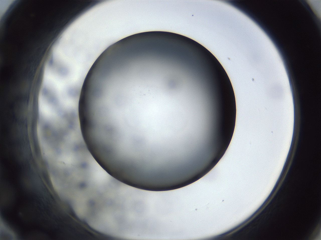 folderID306_plateID1306_batchID4296_wellNum71_profileID1_d1_r78174_ef.jpg