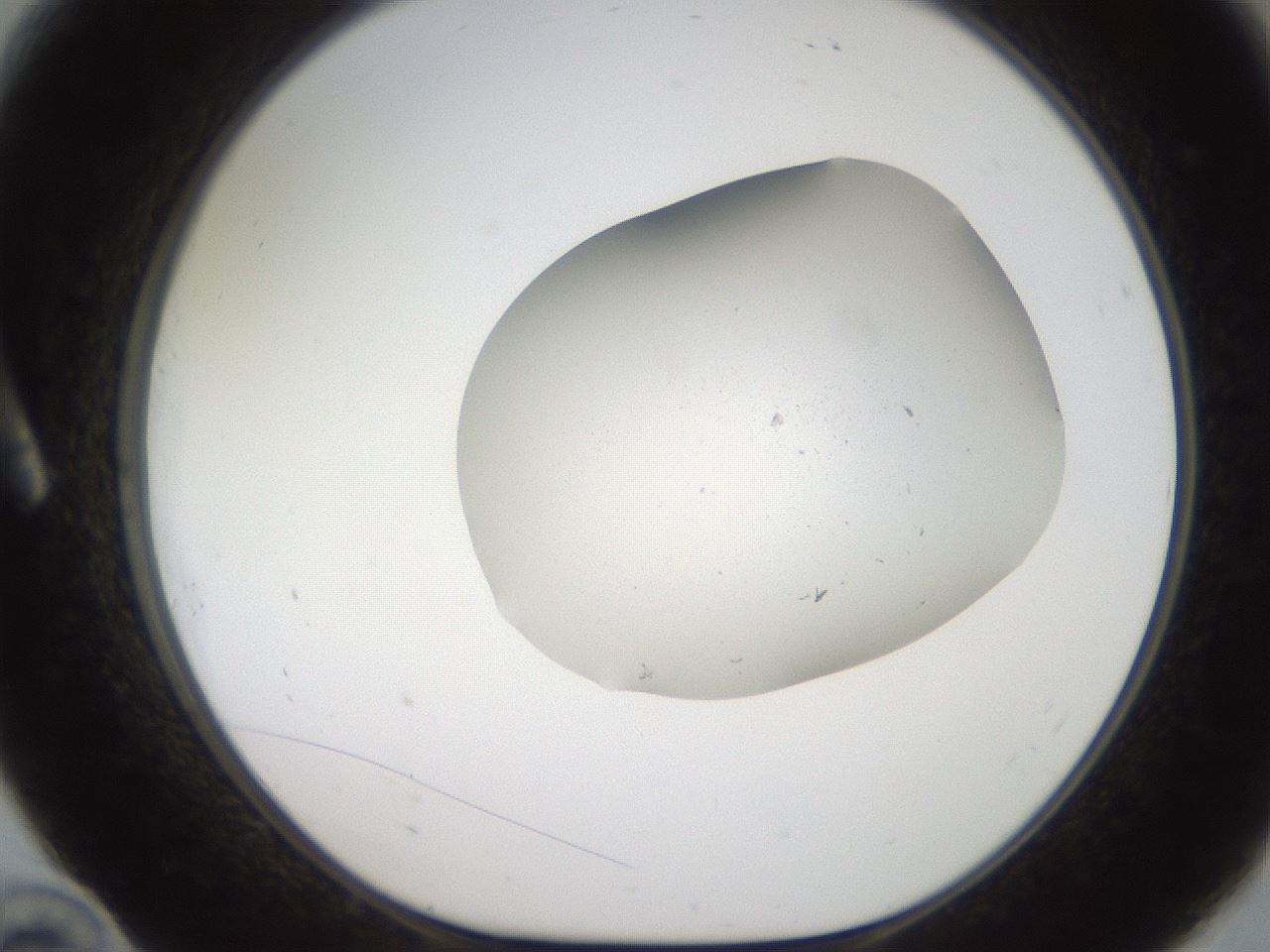 folderID306_plateID2306_batchID10871_wellNum10_profileID1_d1_r162304_ef.jpg
