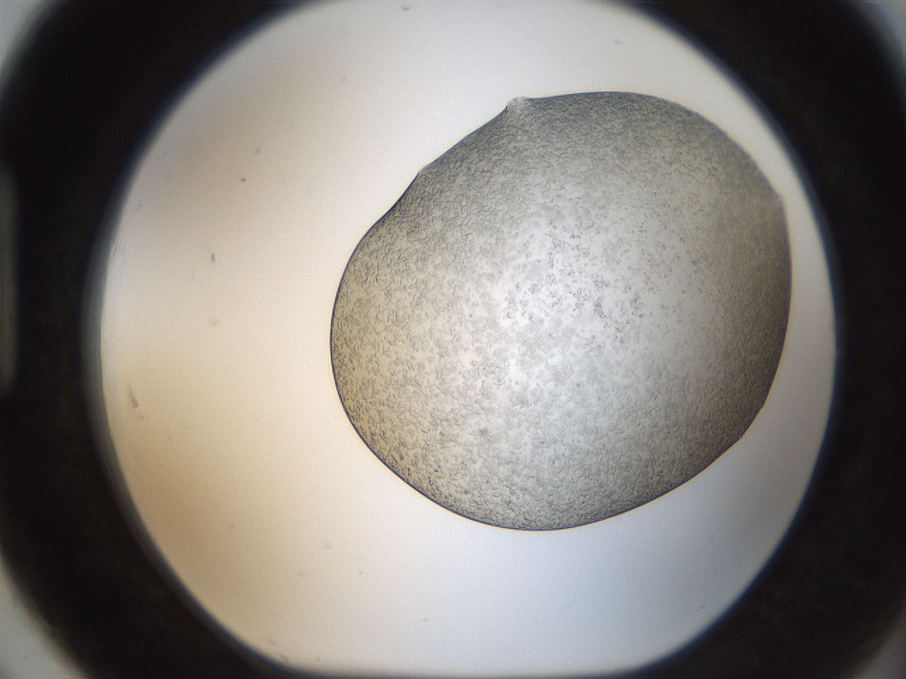 folderID306_plateID2306_batchID10871_wellNum91_profileID1_d1_r162385_ef.jpg