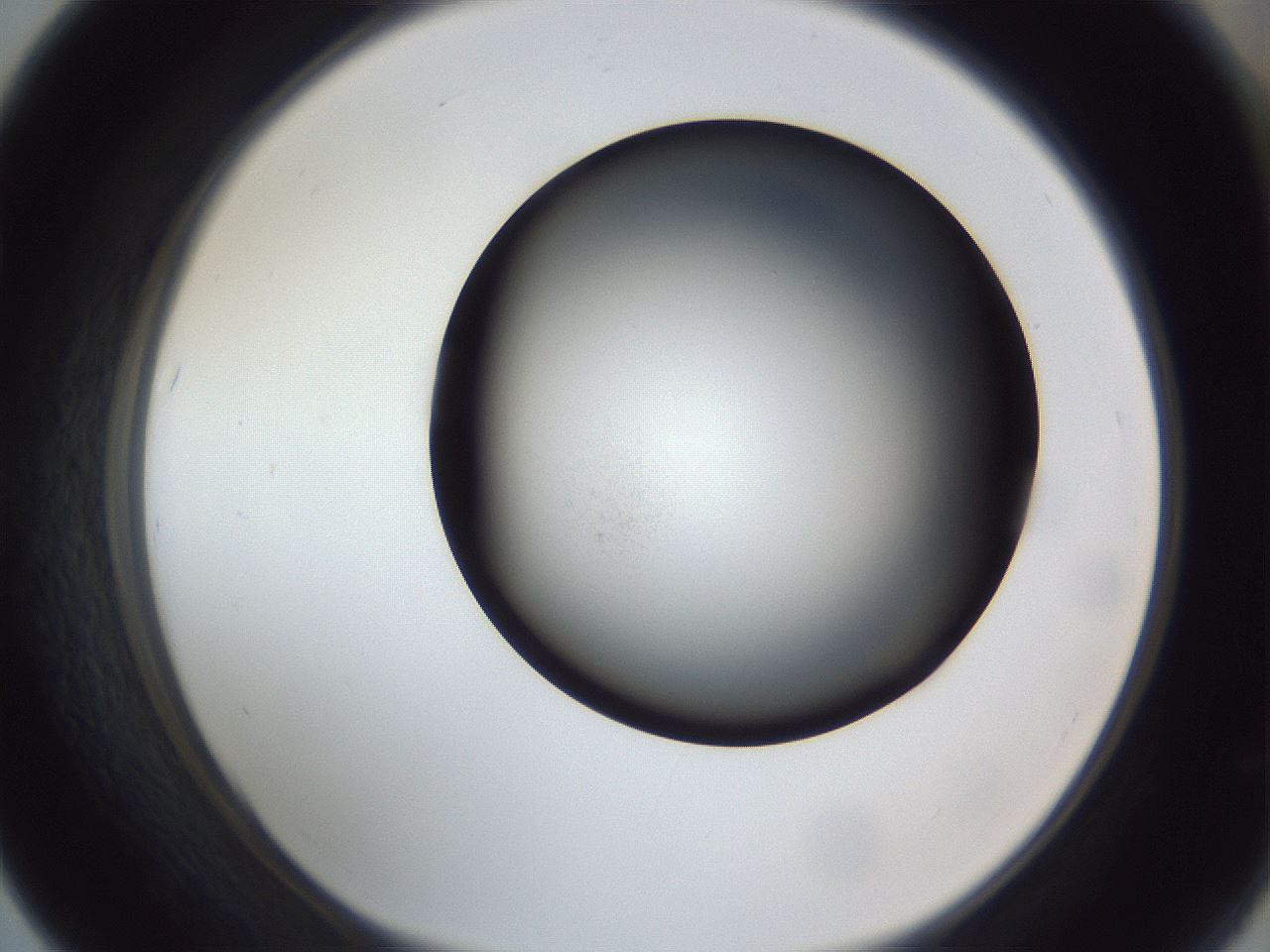 folderID307_plateID1307_batchID4263_wellNum67_profileID1_d1_r78458_ef.jpg