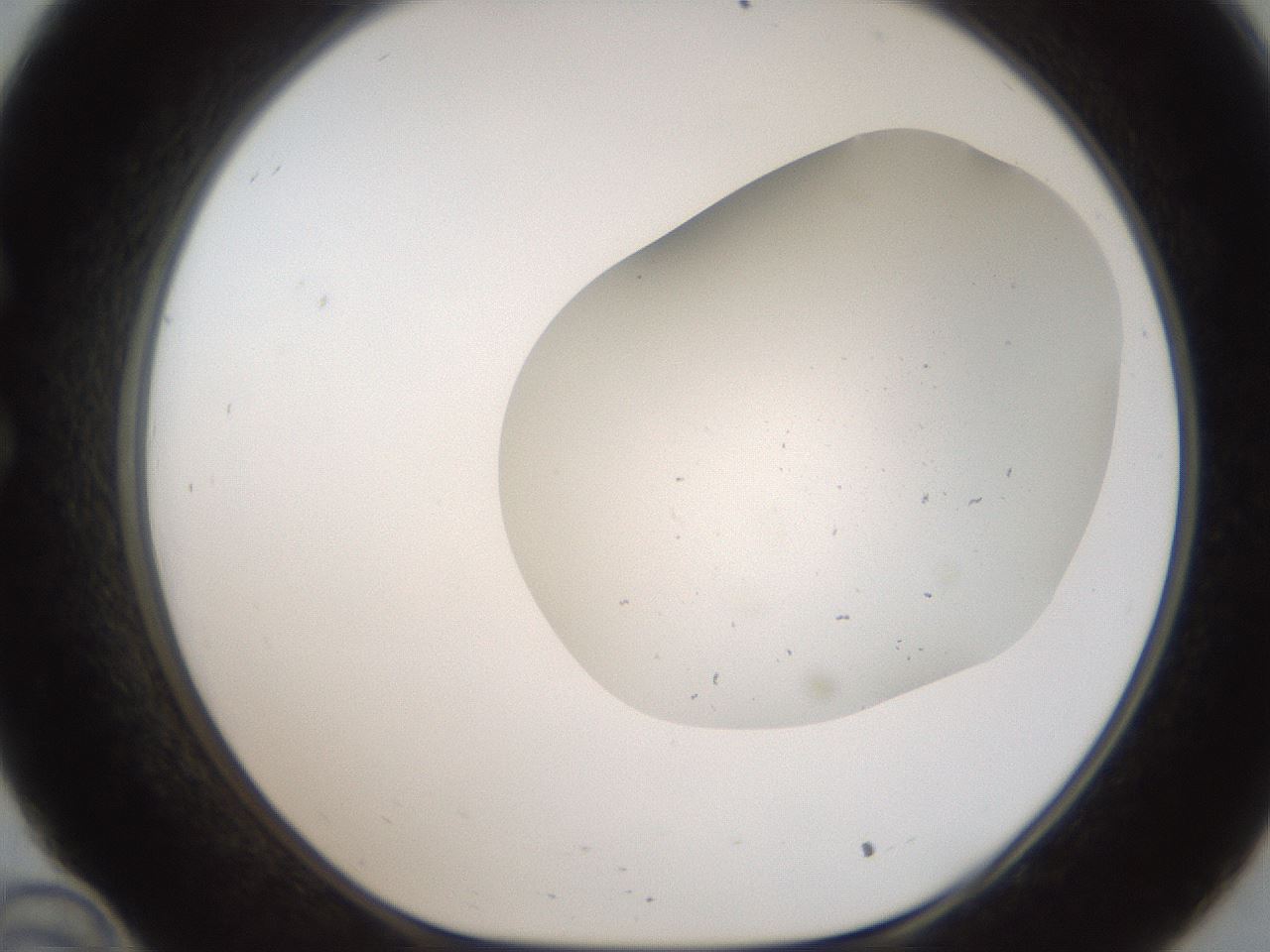 folderID307_plateID2307_batchID10874_wellNum34_profileID1_d1_r162808_ef.jpg