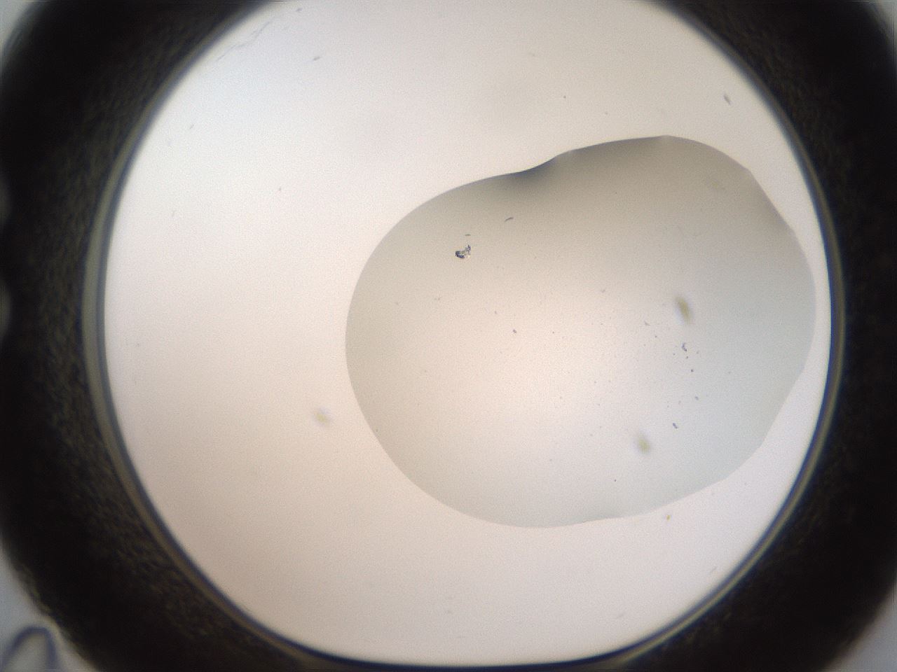 folderID307_plateID2307_batchID10874_wellNum35_profileID1_d1_r162809_ef.jpg