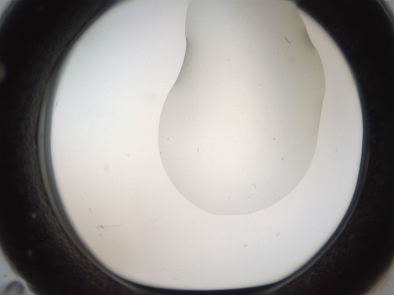 folderID307_plateID2307_batchID10874_wellNum71_profileID1_d1_r162845_ef.jpg