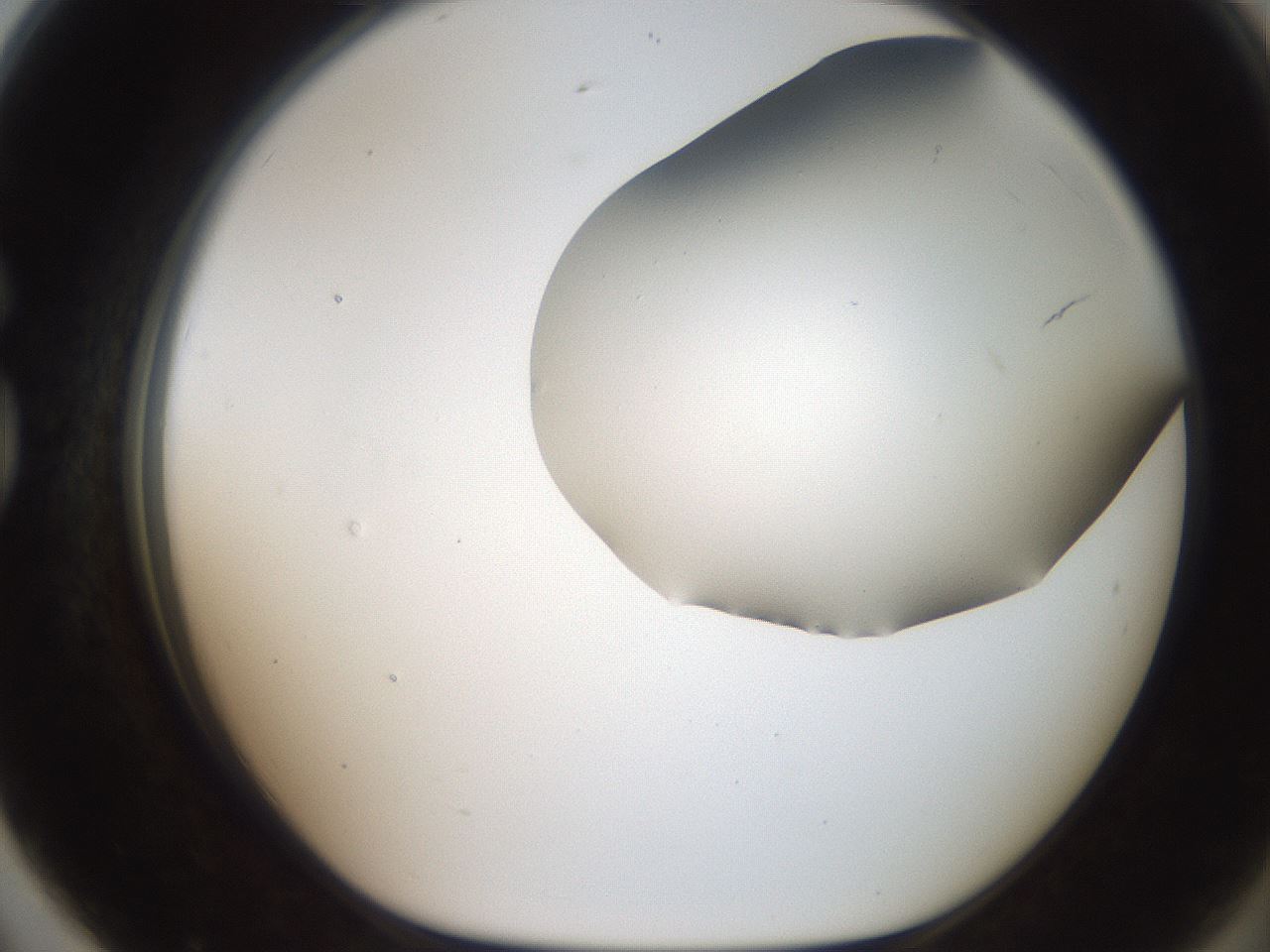folderID307_plateID2307_batchID10874_wellNum79_profileID1_d1_r162853_ef.jpg