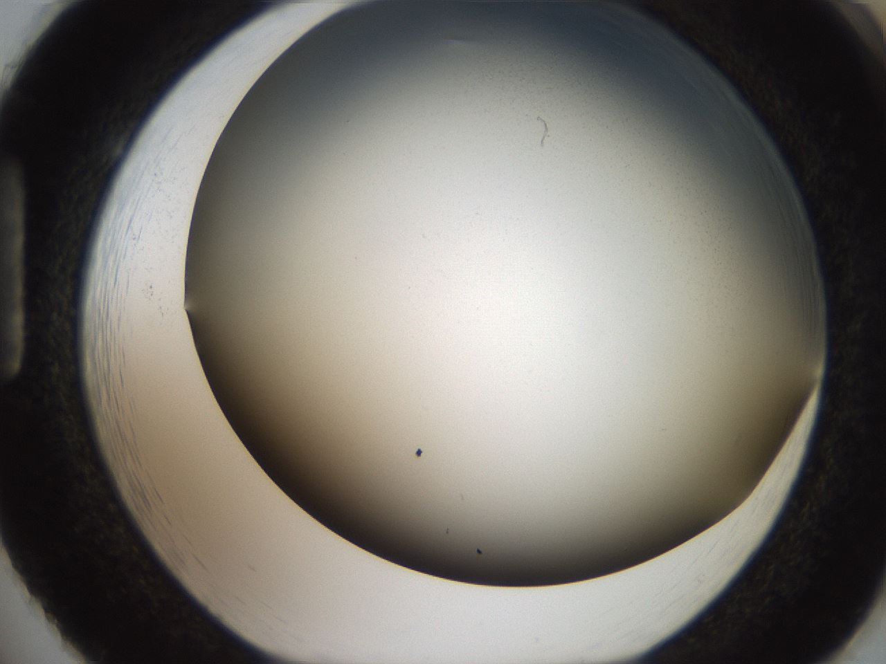 folderID307_plateID2307_batchID10874_wellNum86_profileID1_d1_r162860_ef.jpg
