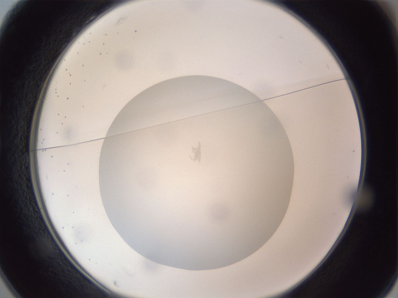 folderID308_plateID1308_batchID4271_wellNum25_profileID1_d1_r78896_ef.jpg