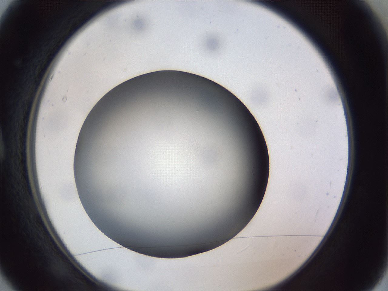 folderID308_plateID1308_batchID4271_wellNum5_profileID1_d1_r78876_ef.jpg