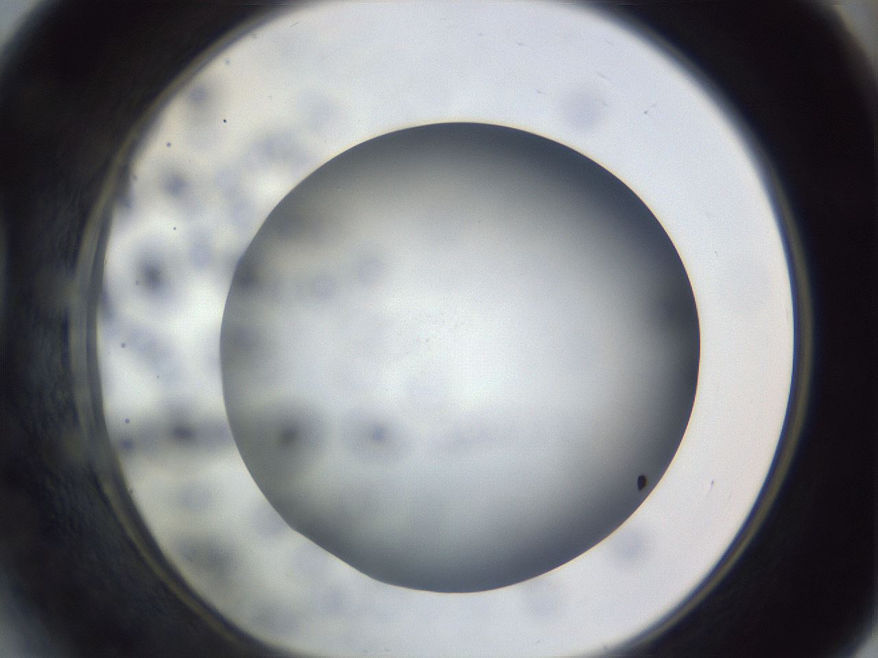folderID308_plateID1308_batchID4308_wellNum41_profileID1_d1_r78912_ef.jpg