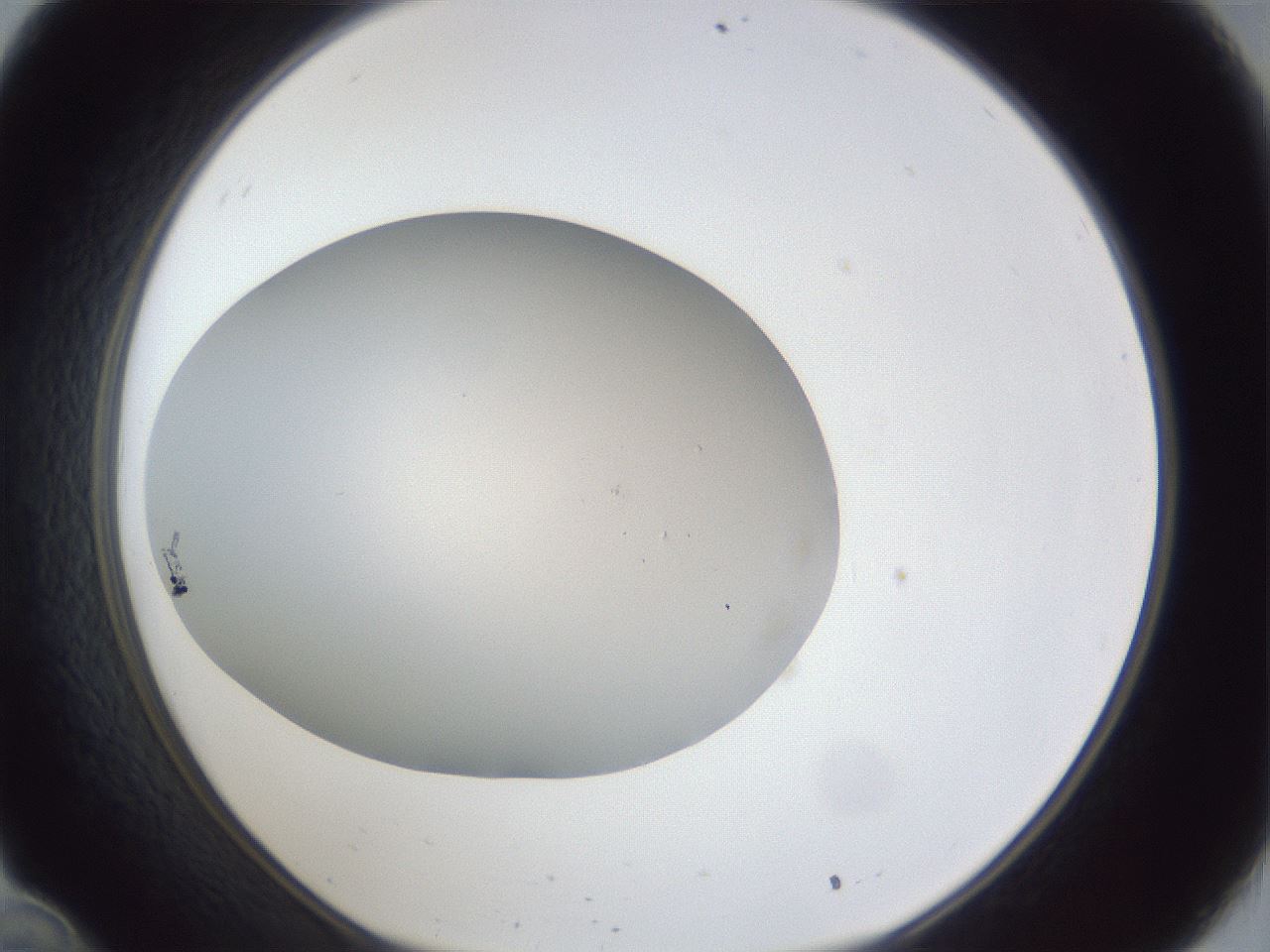 folderID30_plateID1030_batchID1981_wellNum34_profileID1_d1_r44774_ef.jpg