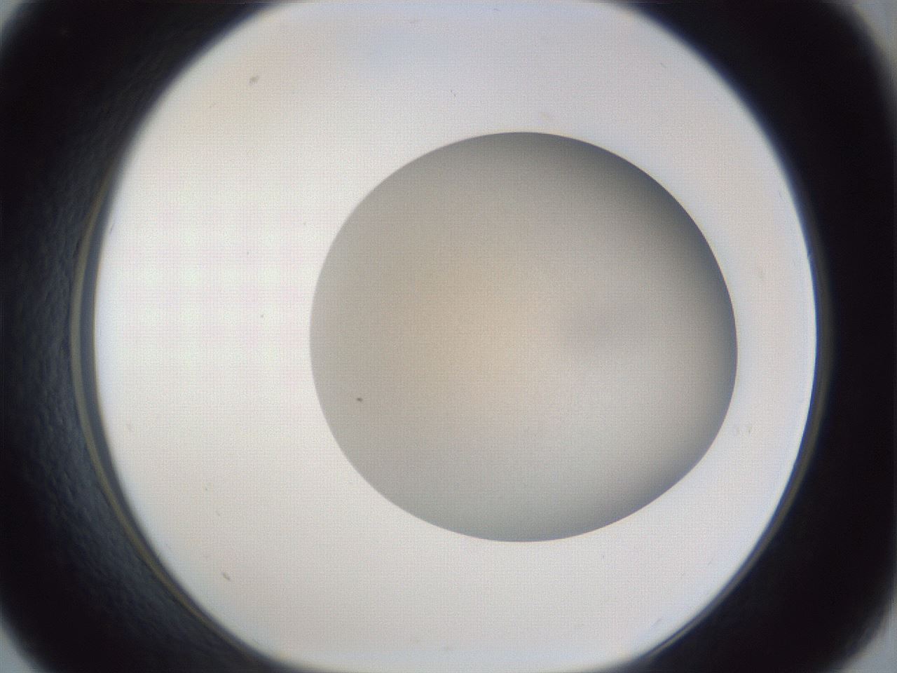 folderID31_plateID1031_batchID1982_wellNum33_profileID1_d1_r44388_ef.jpg