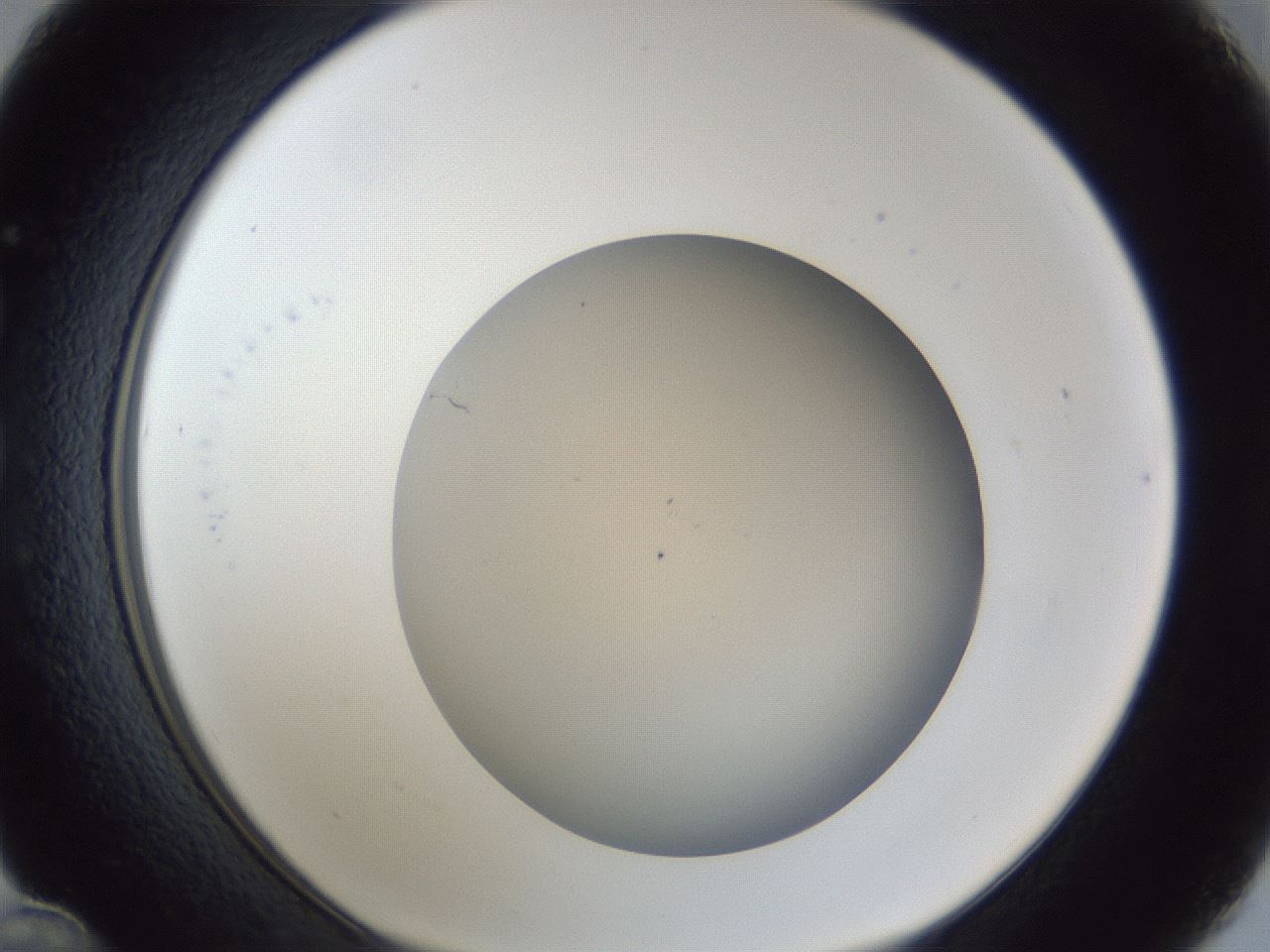 folderID31_plateID1031_batchID1982_wellNum36_profileID1_d1_r44394_ef.jpg