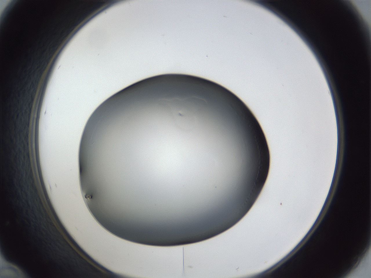folderID31_plateID1031_batchID1982_wellNum46_profileID1_d1_r44414_ef.jpg