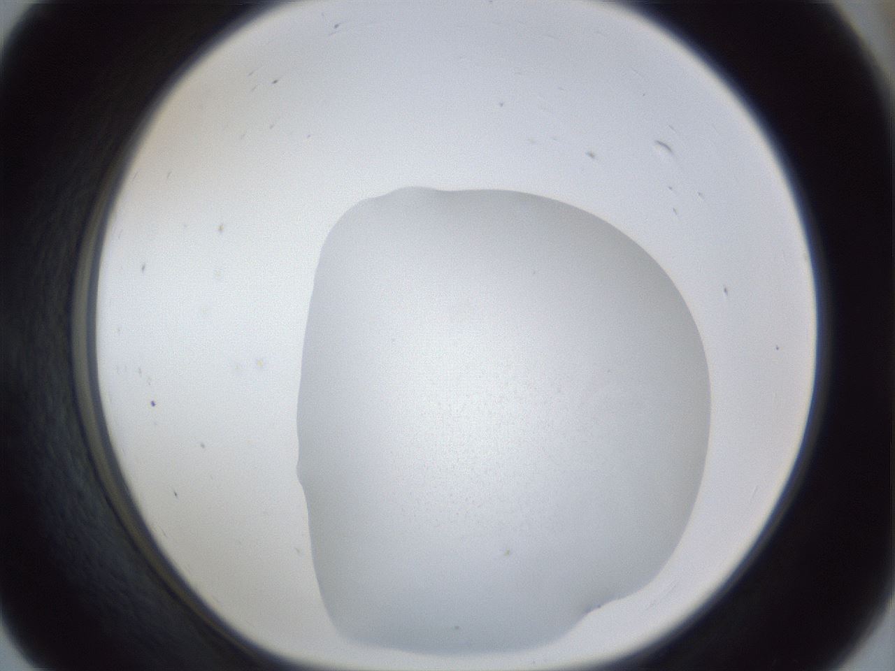 folderID31_plateID1031_batchID1982_wellNum55_profileID1_d1_r44432_ef.jpg