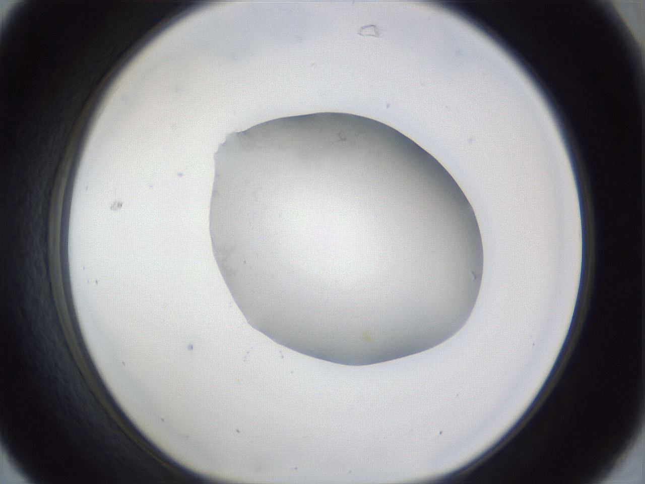 folderID31_plateID1031_batchID1999_wellNum31_profileID1_d1_r44384_ef.jpg
