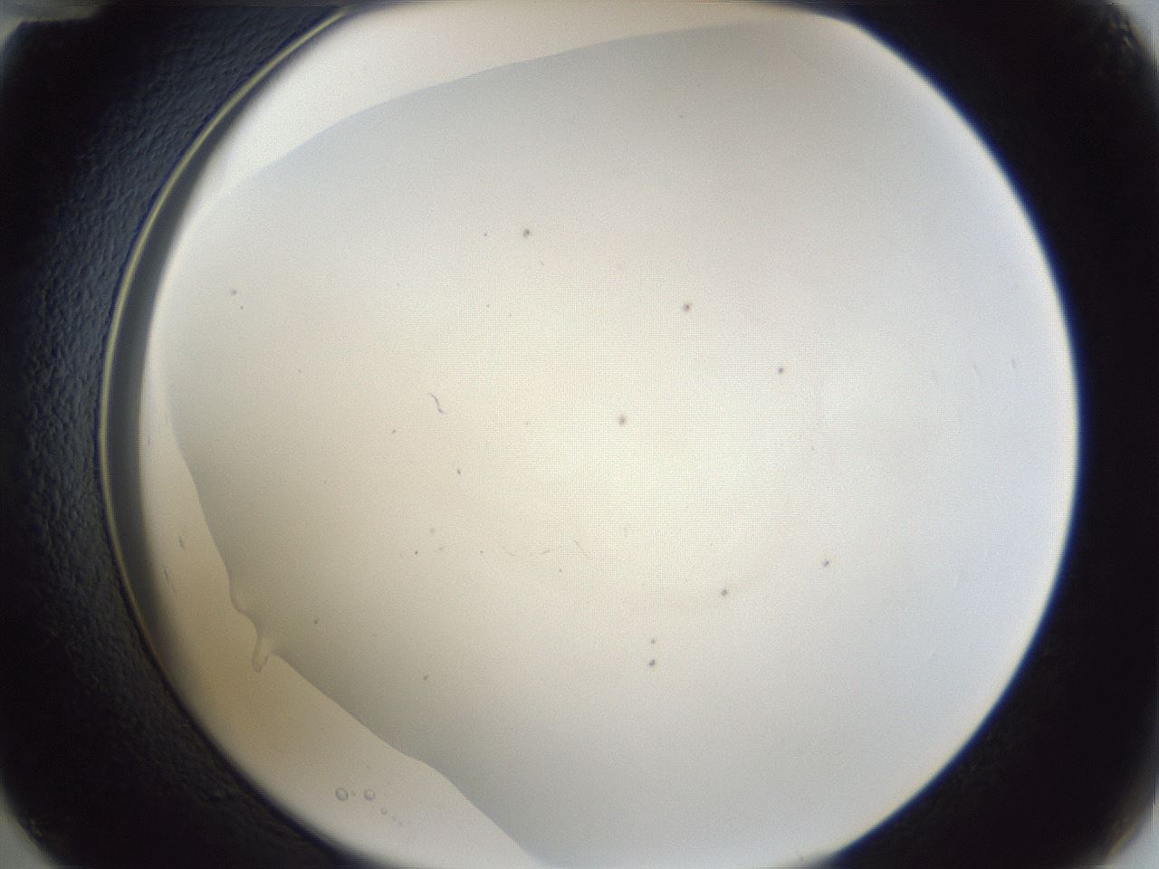 folderID31_plateID1031_batchID1999_wellNum48_profileID1_d2_r44419_ef.jpg