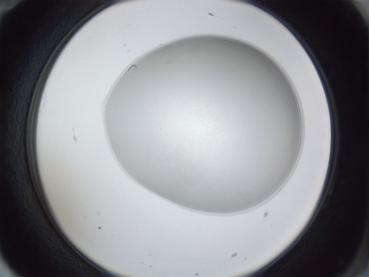 folderID31_plateID1031_batchID1999_wellNum70_profileID1_d2_r44463_ef.jpg