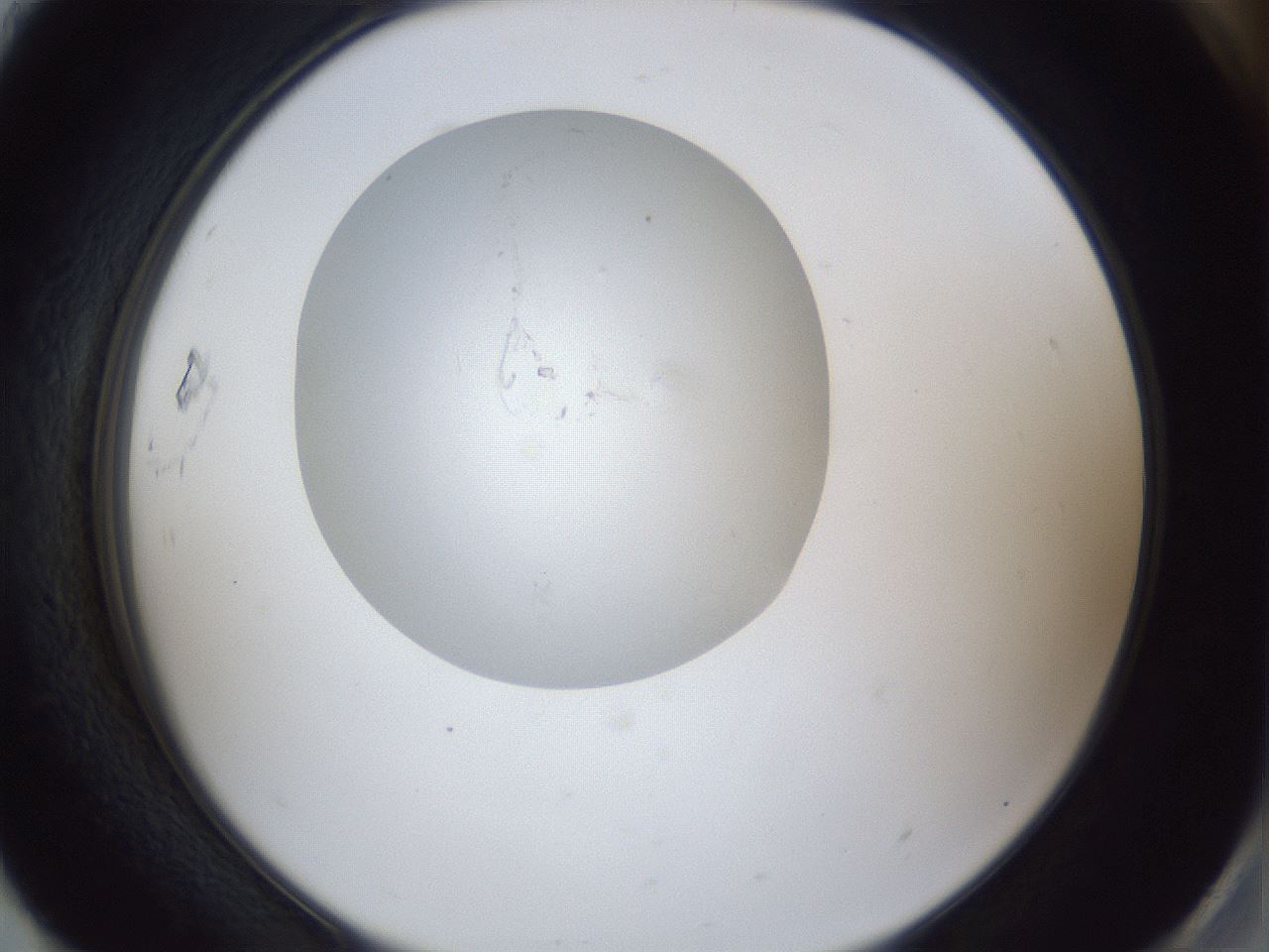 folderID31_plateID1031_batchID1999_wellNum93_profileID1_d2_r44509_ef.jpg