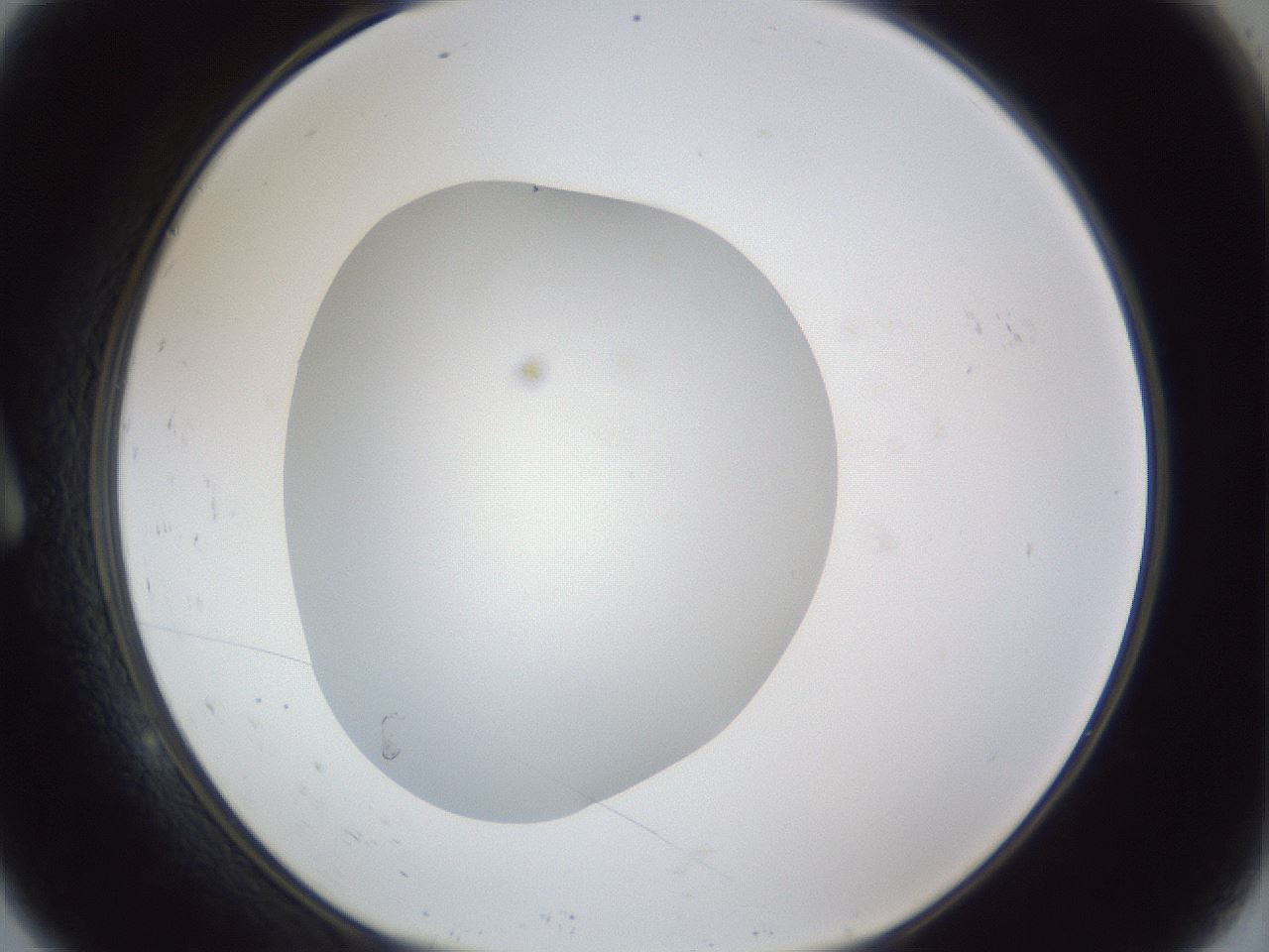 folderID31_plateID1031_batchID1999_wellNum9_profileID1_d1_r44340_ef.jpg