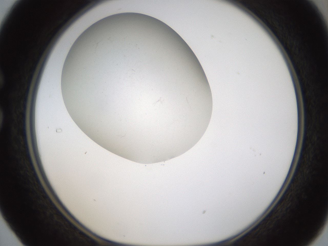 folderID320_plateID1320_batchID4375_wellNum29_profileID1_d1_r79188_ef.jpg