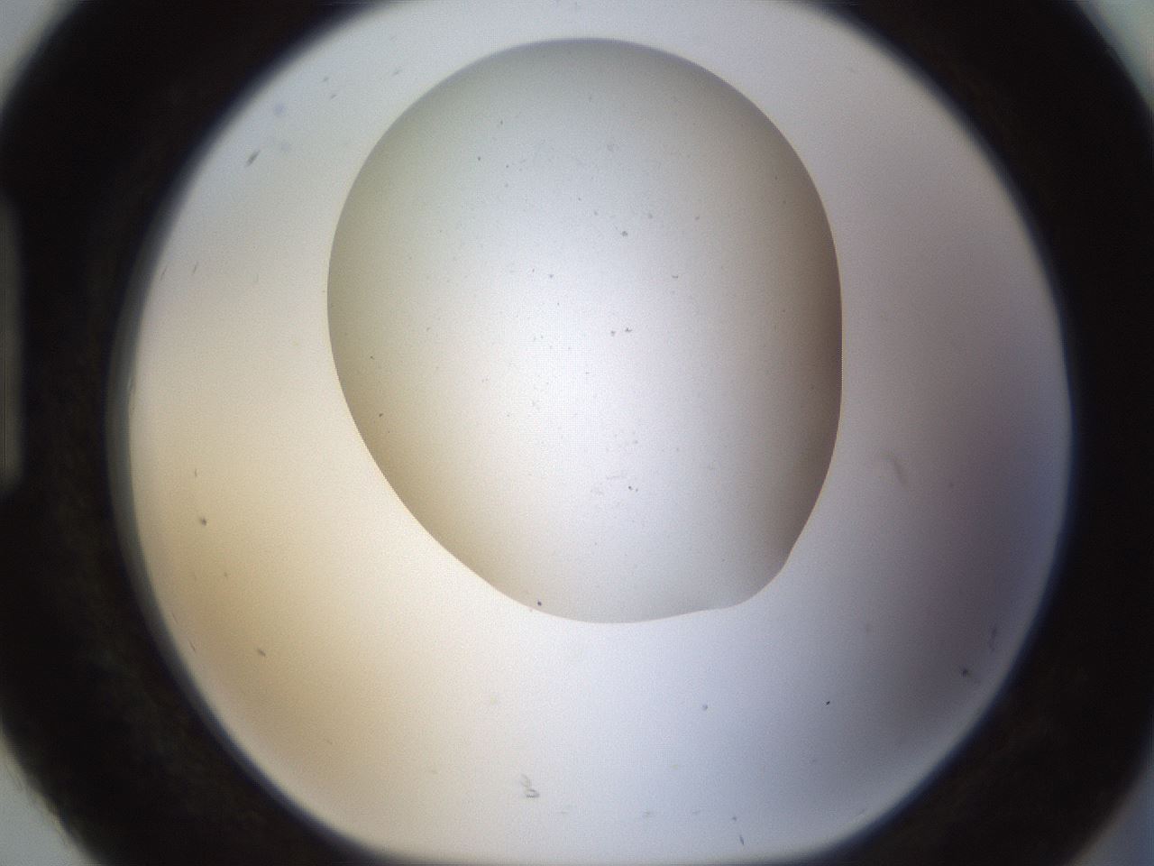 folderID320_plateID1320_batchID4375_wellNum92_profileID1_d1_r79251_ef.jpg
