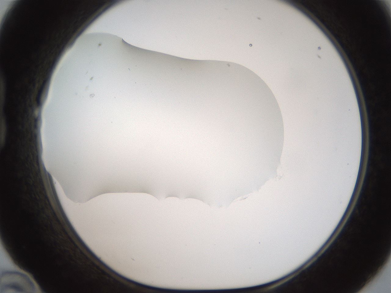 folderID321_plateID2321_batchID10963_wellNum22_profileID1_d1_r163384_ef.jpg