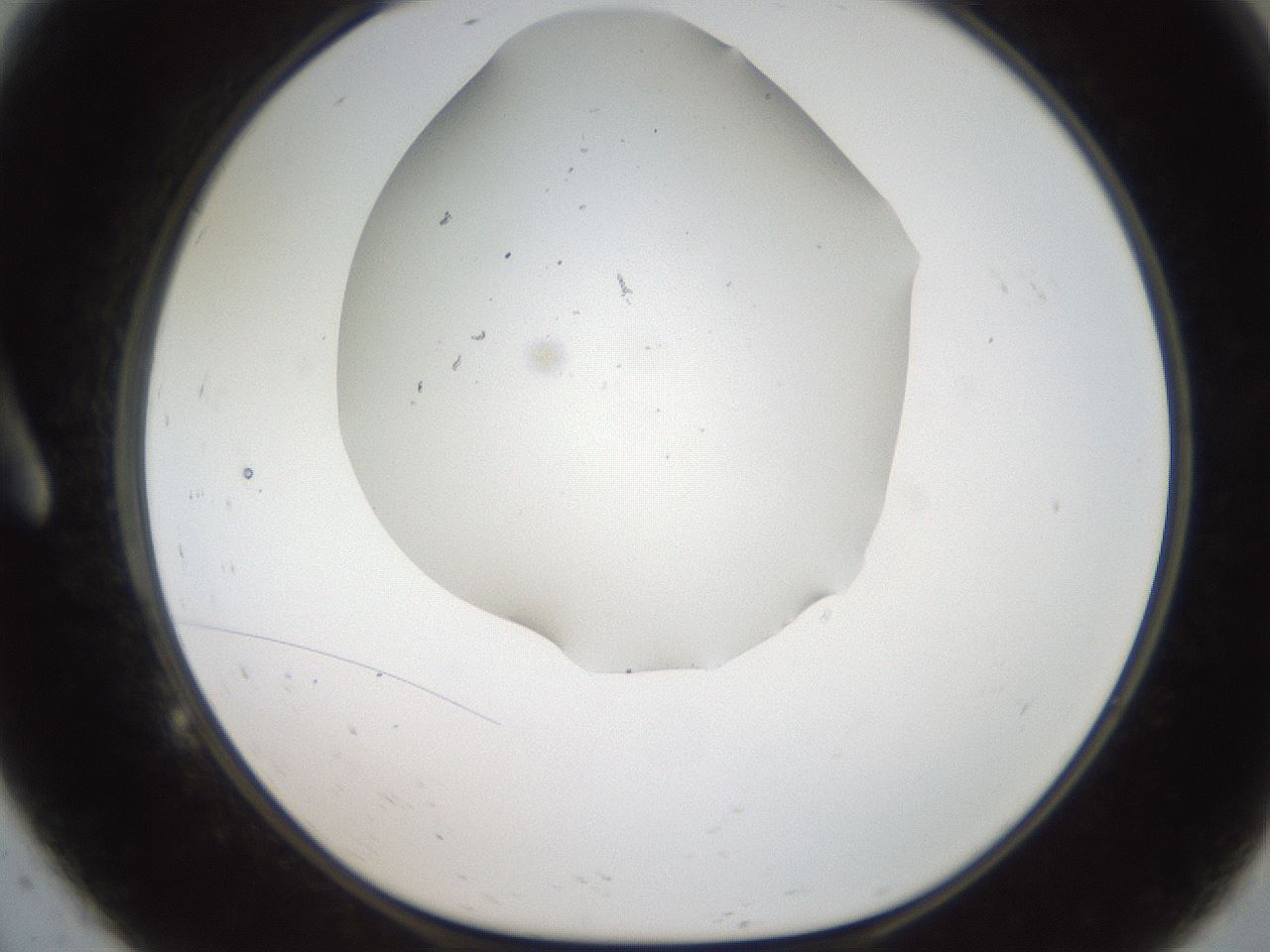 folderID321_plateID2321_batchID10963_wellNum9_profileID1_d1_r163371_ef.jpg
