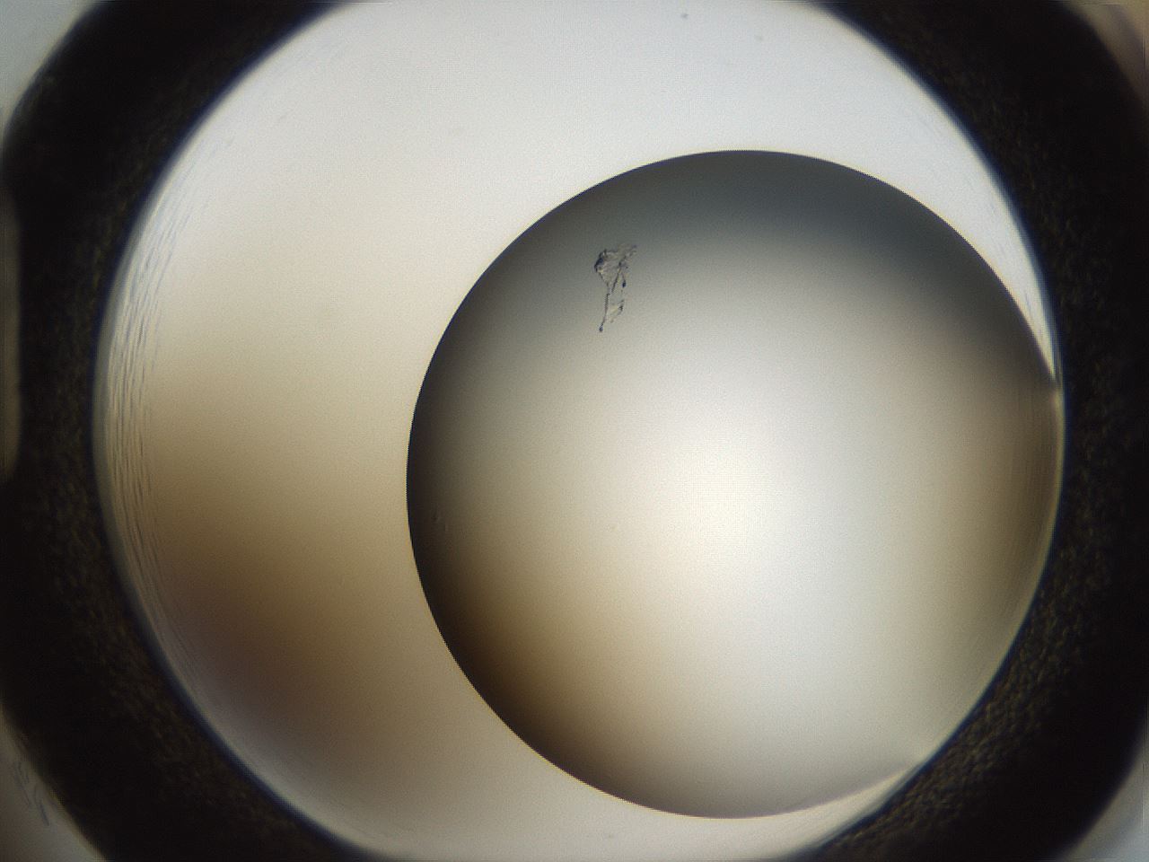 folderID324_plateID1324_batchID4479_wellNum85_profileID1_d1_r79490_ef.jpg