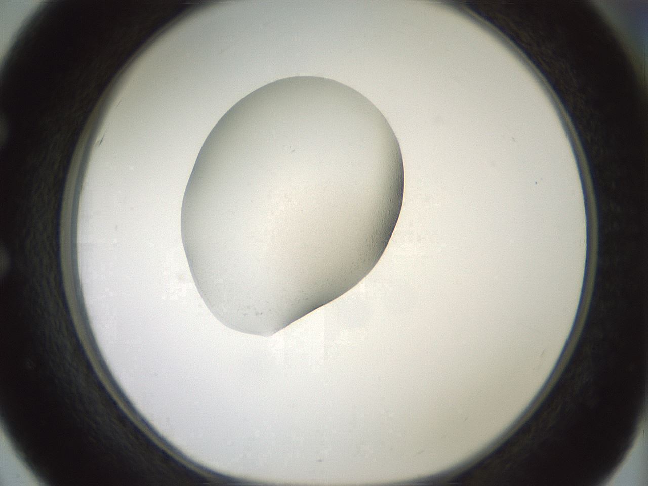folderID329_plateID1329_batchID4526_wellNum51_profileID1_d1_r80314_ef.jpg