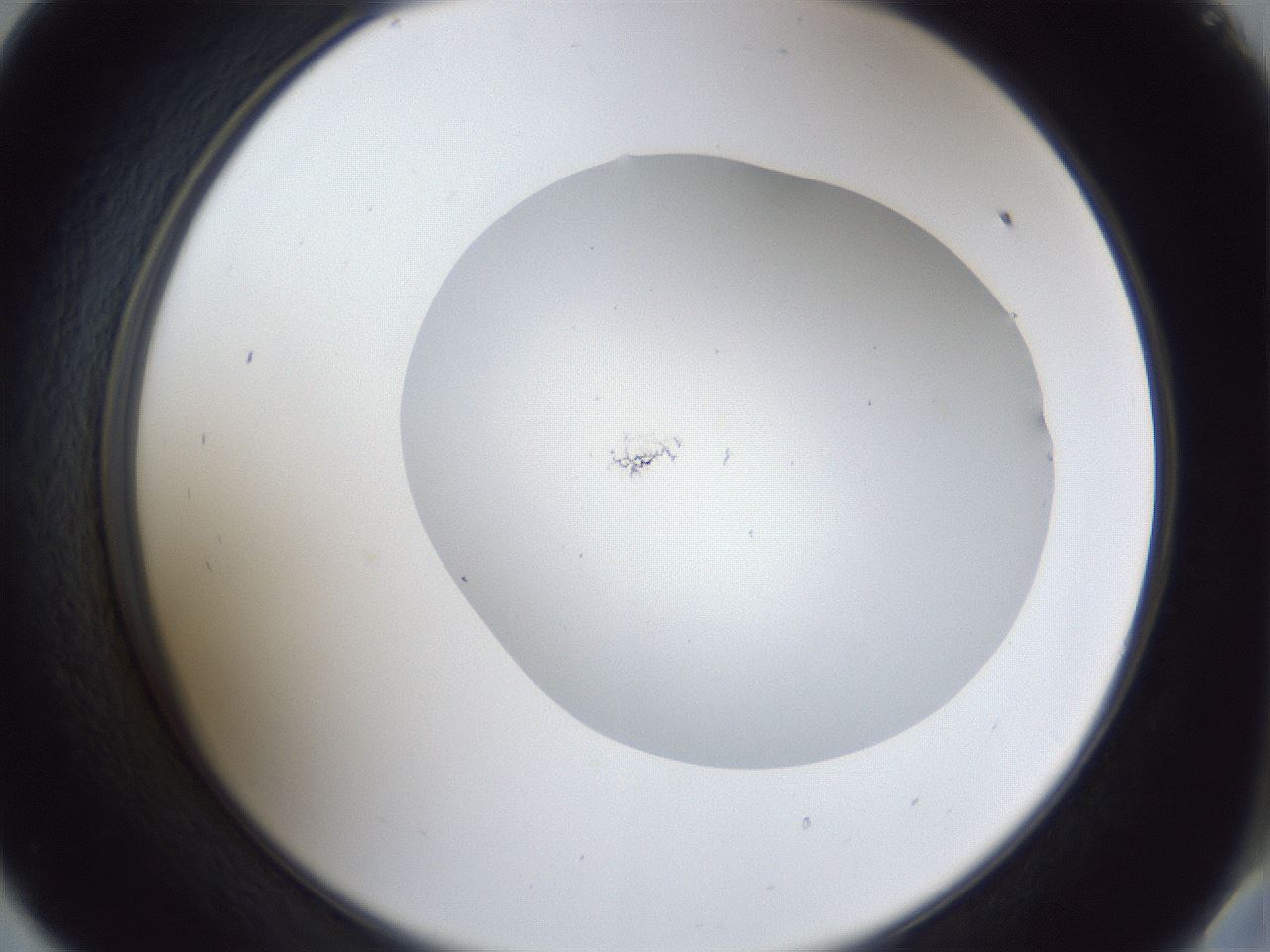 folderID32_plateID1032_batchID2002_wellNum57_profileID1_d2_r44629_ef.jpg