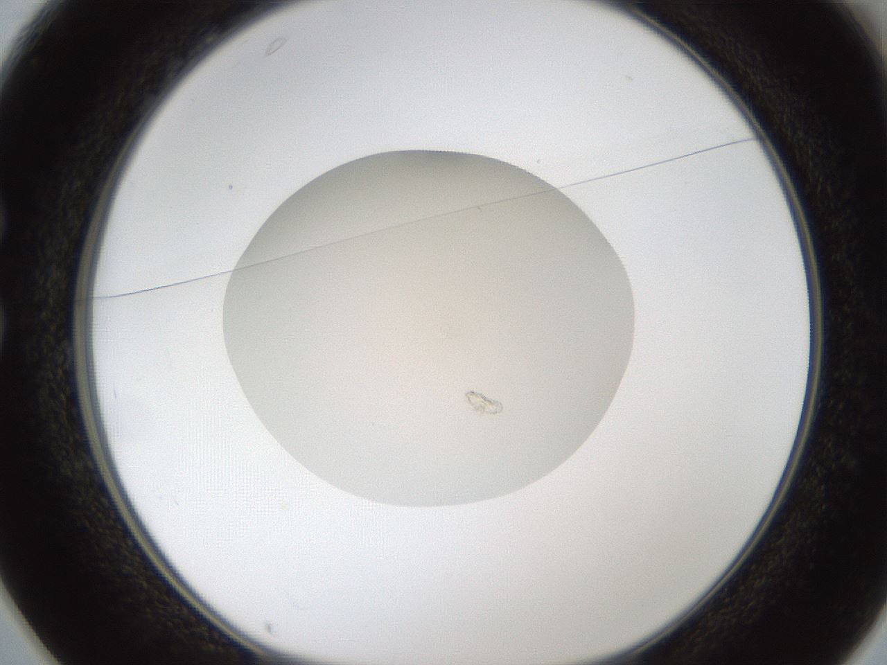 folderID330_plateID1330_batchID4525_wellNum25_profileID1_d1_r80192_ef.jpg